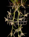 Cym dyanum alba
